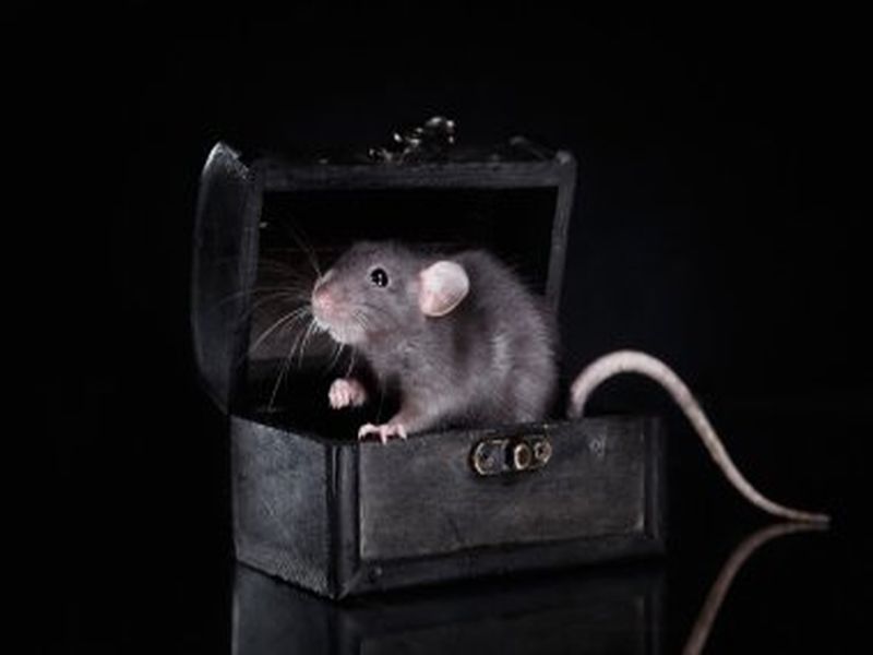 Rat Eradication Mastery: Pest Control Excellence