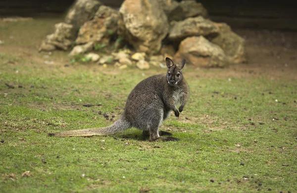 Sydney's Best Rodent Control Solutions for Homes